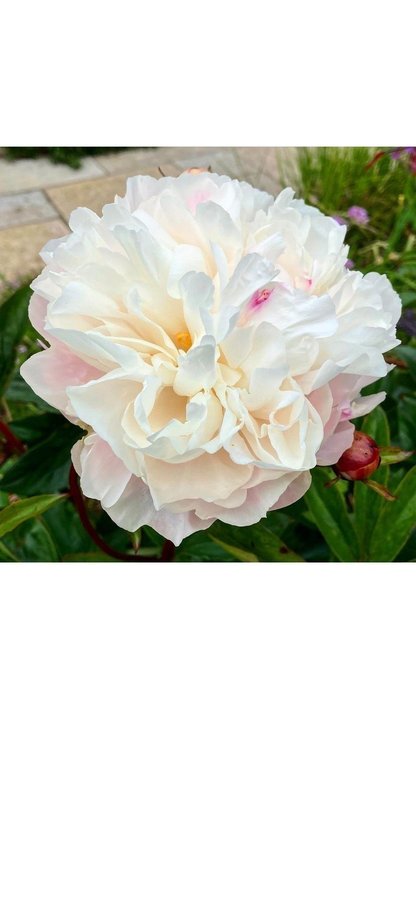 Pion Paeonia Gardenia vacker Peony