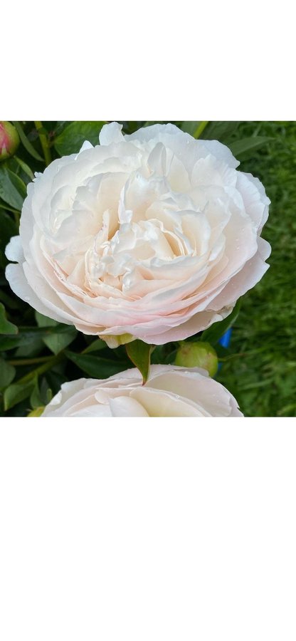 Pion Paeonia Gardenia vacker Peony