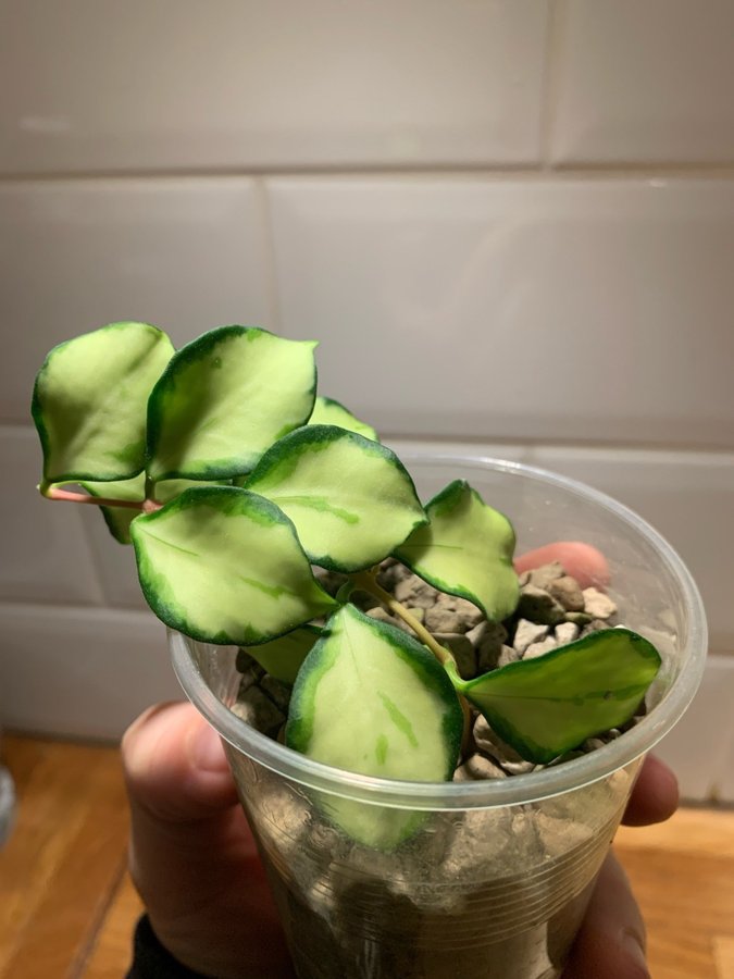 Hoya heuschkeliana variegata