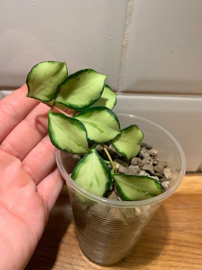 Hoya heuschkeliana variegata