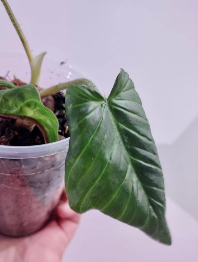 Philodendron serpents x verrucosum