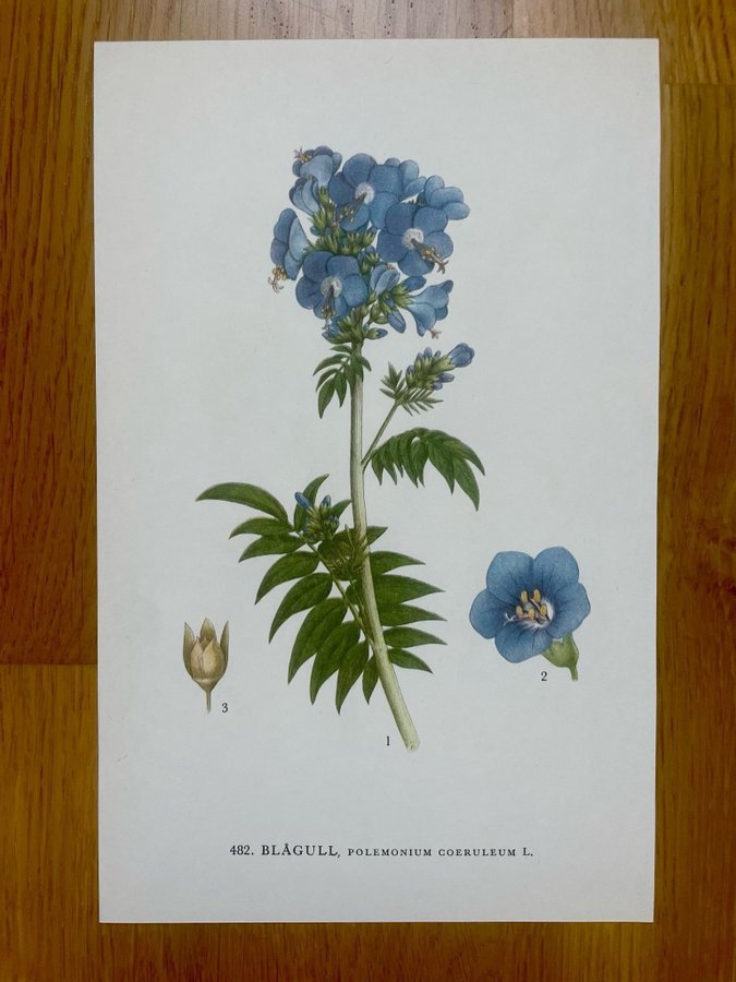 4 bilder på 2 blad (bild på båda sidorna) * Nordens flora * C.A.M. Lindman