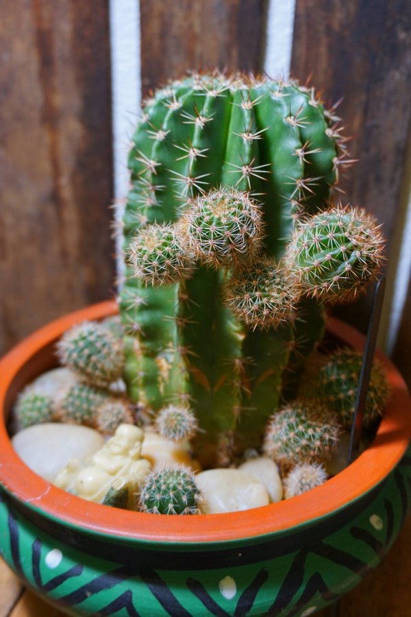 Echinopsis oxygona. Kökssjöborrekaktus