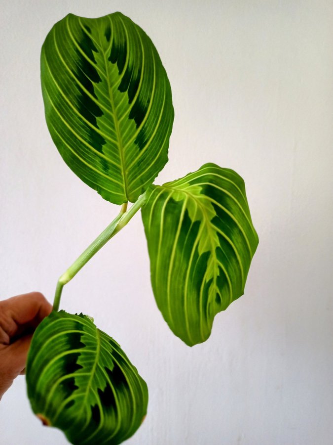 MARANTA " LEMON LIME" - stickling