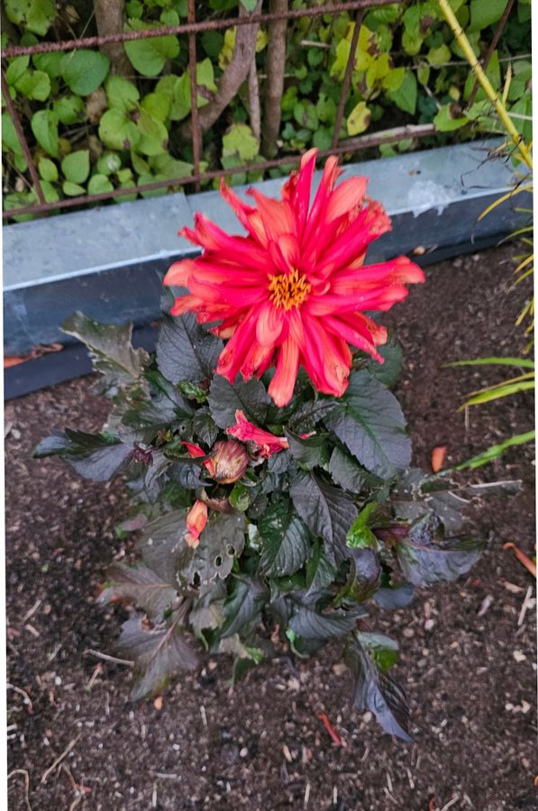 Dahlia ev cool flame