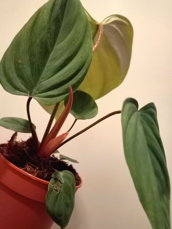 PHILODENDRON "FUZZY PETIOLE" - planta