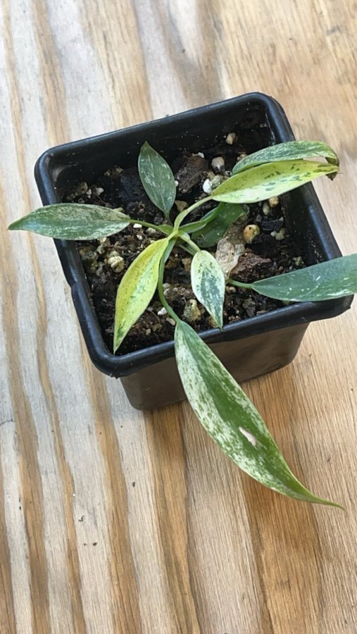 Raritet !!!! Philodendron joepii variegata aroid planta växt