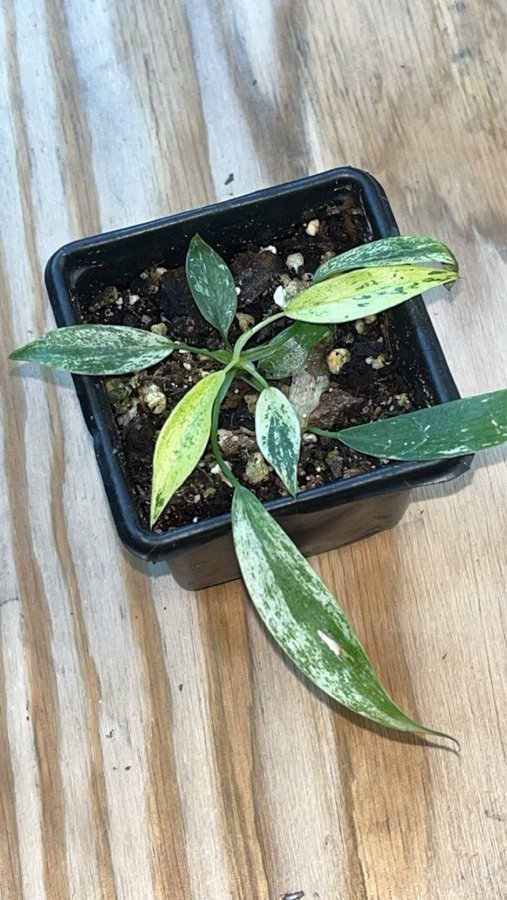 Raritet !!!! Philodendron joepii variegata aroid planta växt