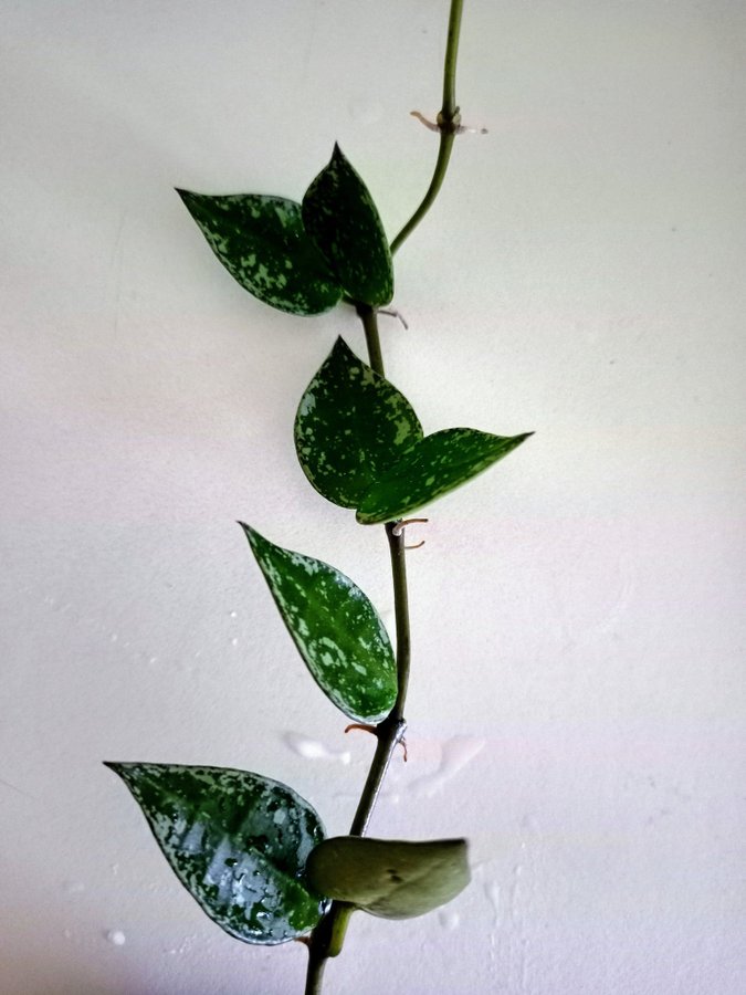 HOYA KROHNIANA " SUPER SILVER"I - stickling