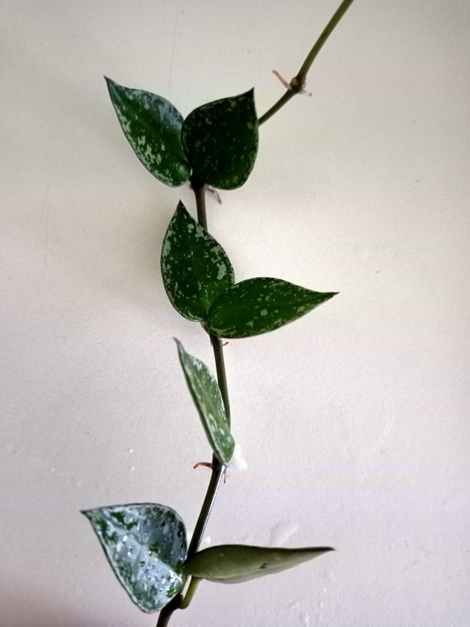 HOYA KROHNIANA " SUPER SILVER"I - stickling