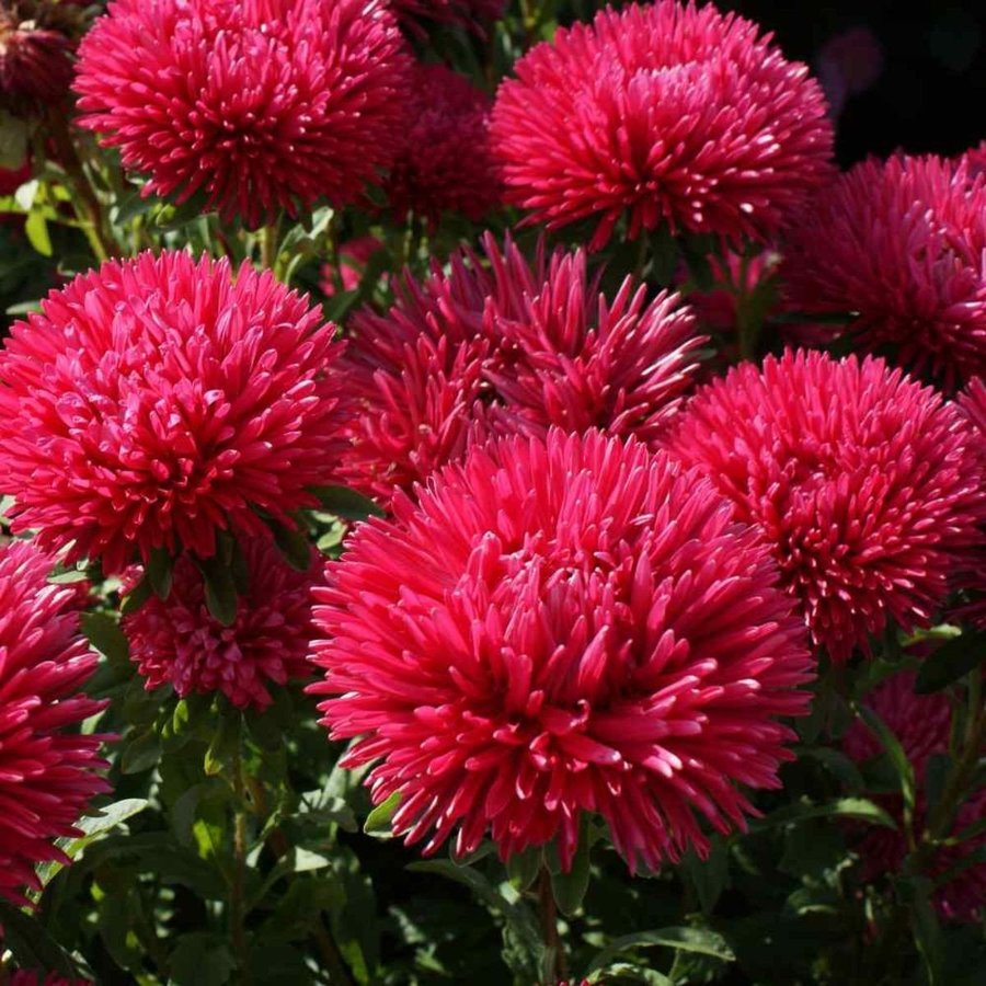 Aster Stanislaw, höjd 50-80 cm, blomningstid: juli- okt. 50 frön