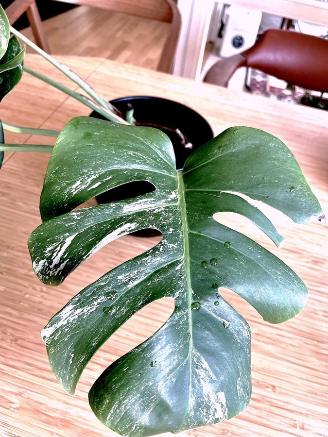 Monstera variegata albo stor stickling