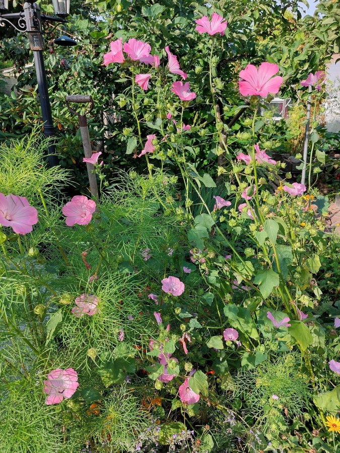 Malva Vacker blomma bl färger ~50 frö/ 150 hög