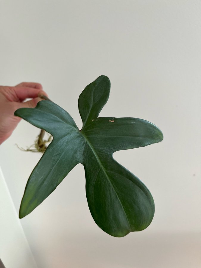 Rotad Philodendron Pedatum