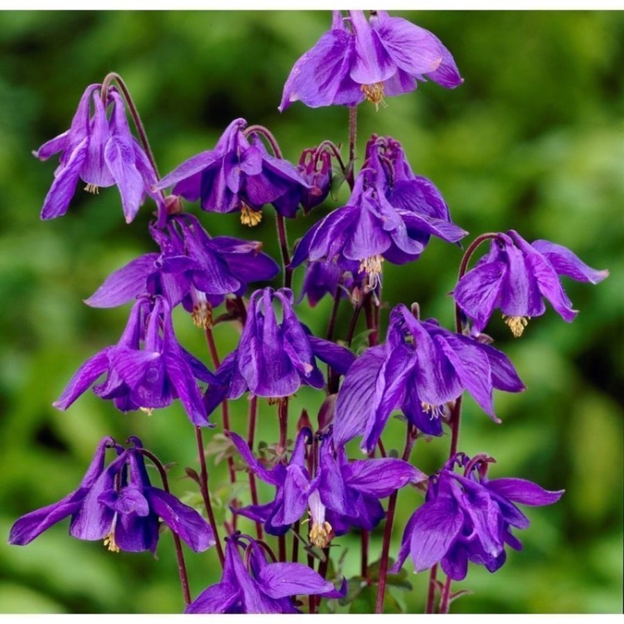 Vacker AKLEJA Aquilegia alpina Alpakleja höstsådd