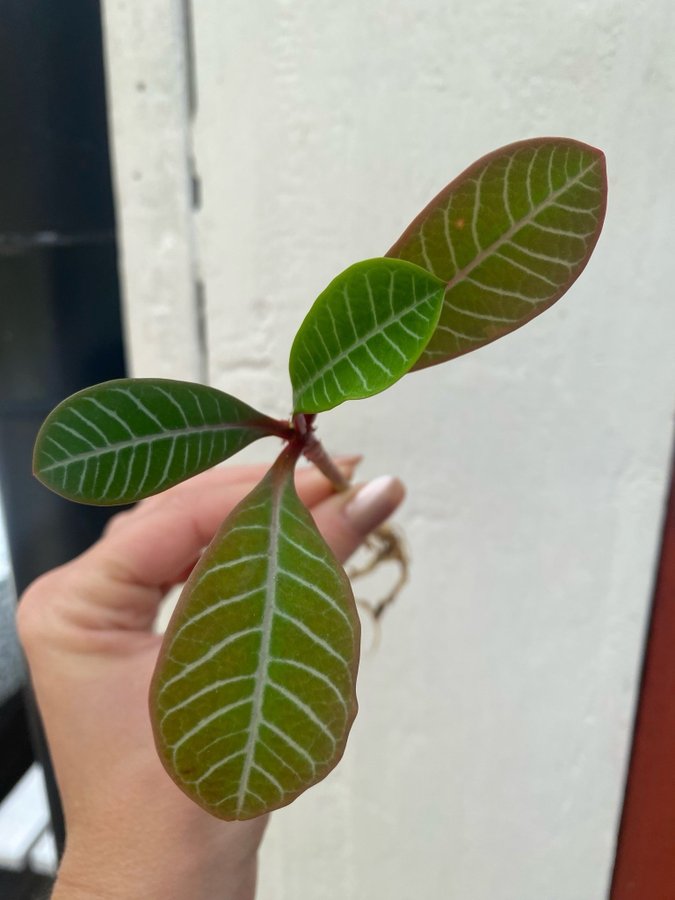 Euphorbia leuconeura *SKVÄTTIVÄG*