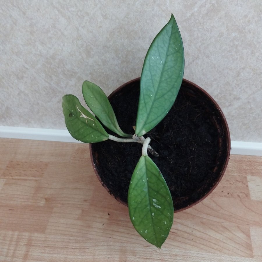 Hoya carnosa stor porslinsblomma skott/ stickling