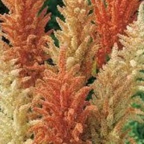 Amaranthus cruentus 'Autumn Palette' - Blodamarant