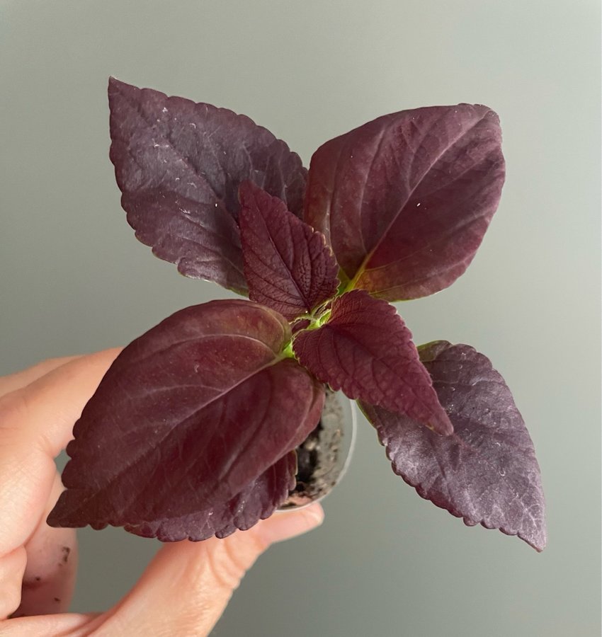 Black Prince stickling palettblad coleus