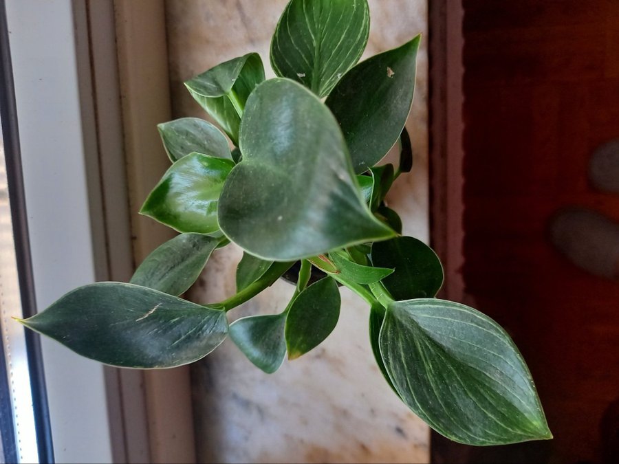 Philodendron 'White Measure',planta.