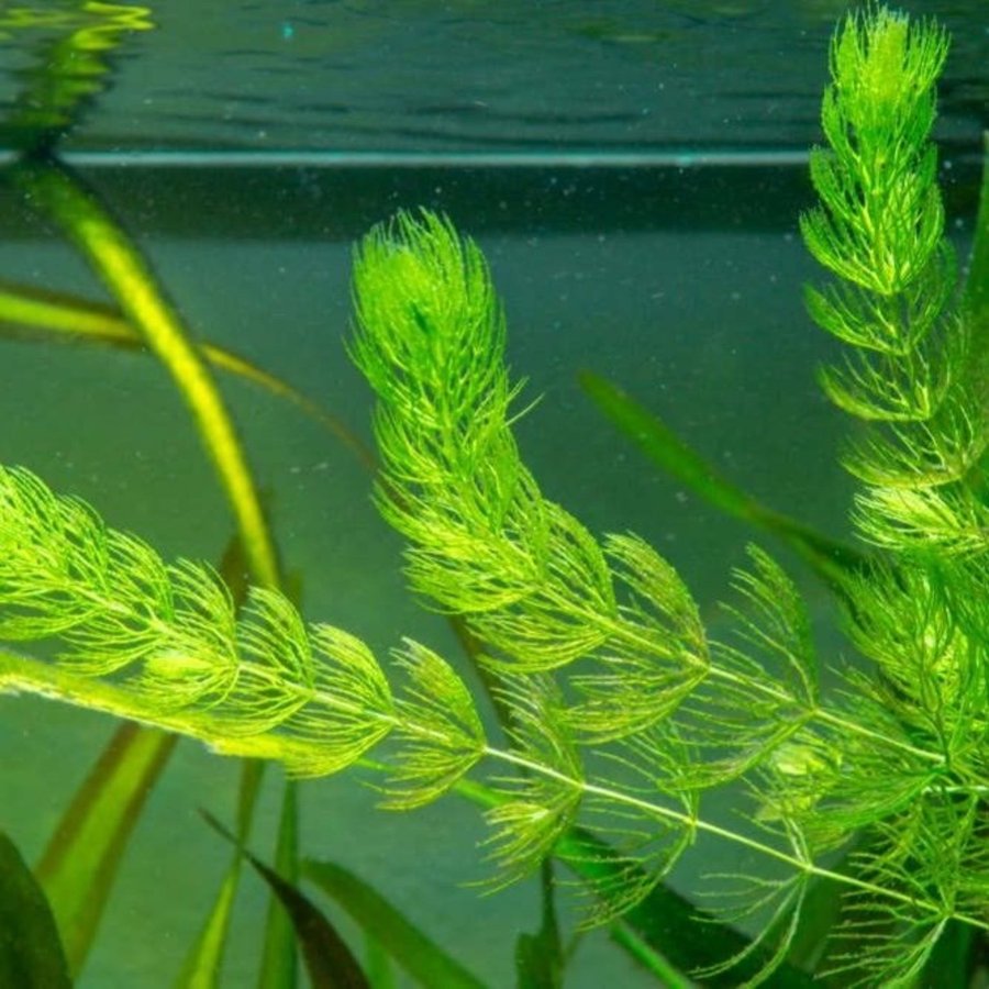 Akvarieväxt - foxtail