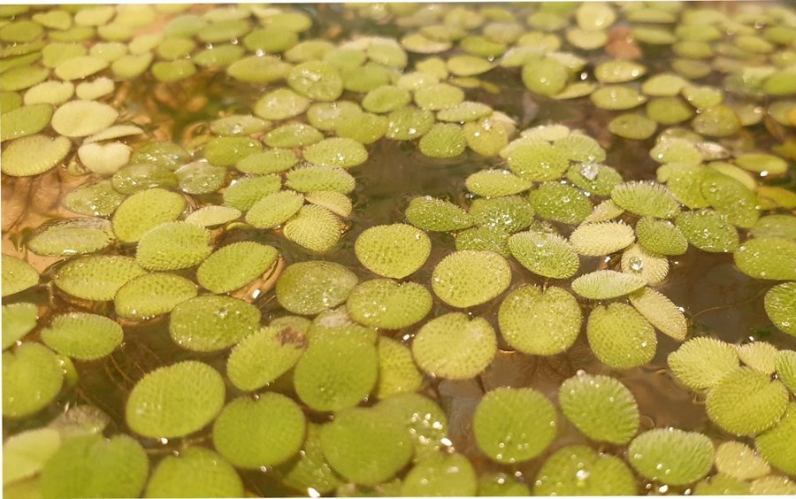 Salvinia minima