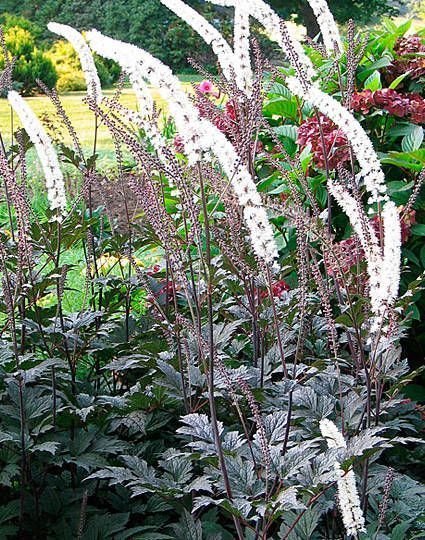 Siverax Brunette - Actaea simplex