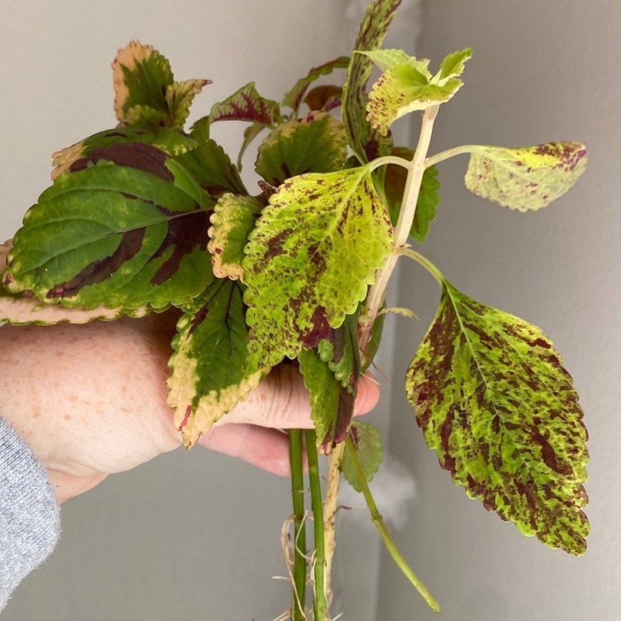 Billigt sticklingspaket! *palettblad*coleus*