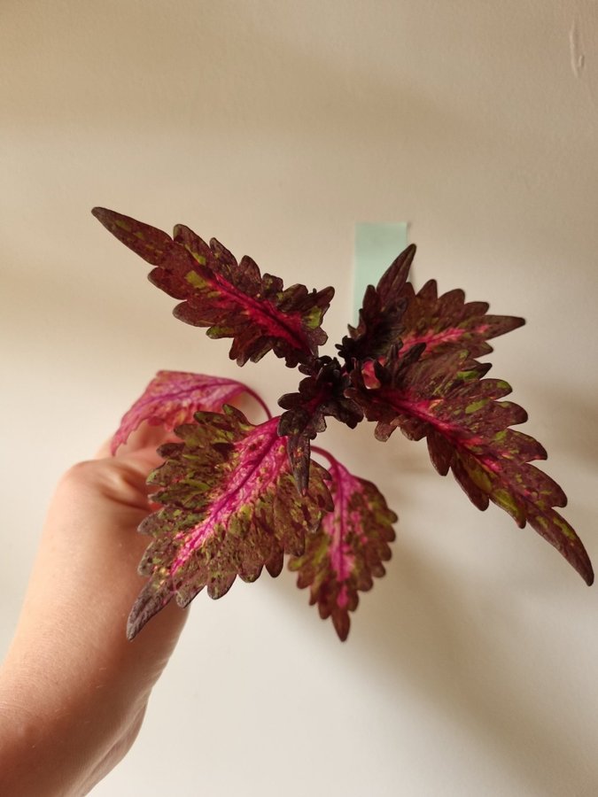 Palettblad Coleus Stickling