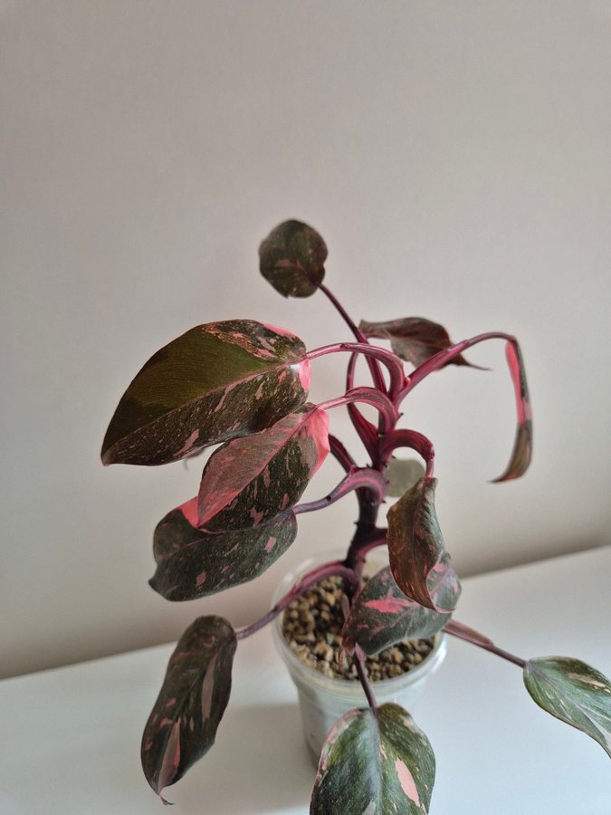 Philodendron Pink Princess