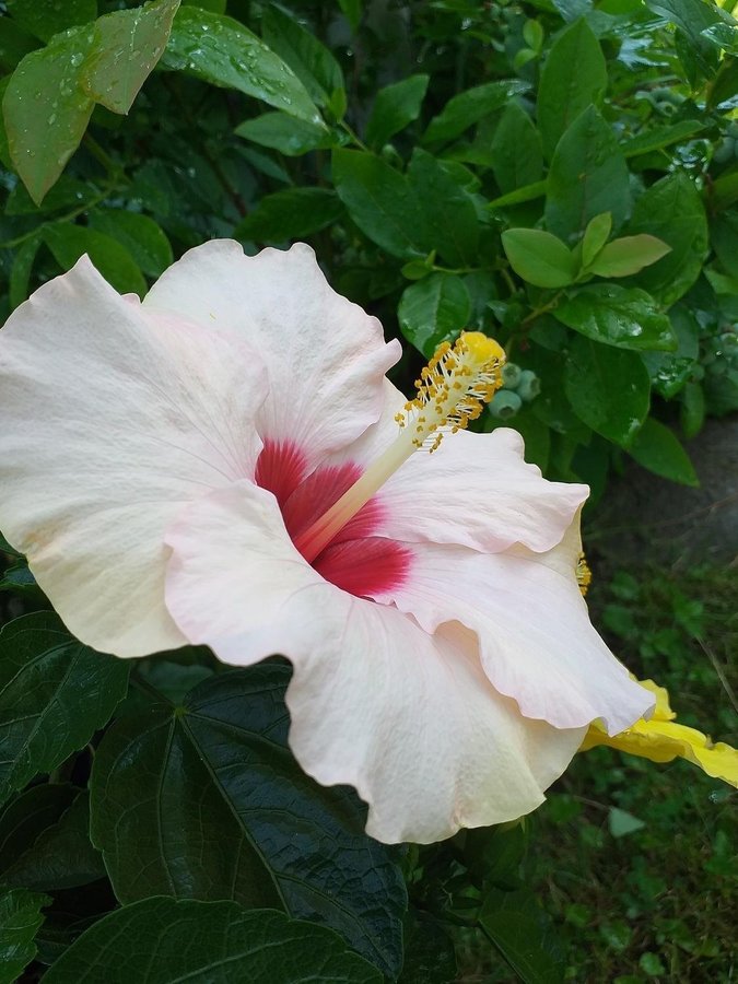 Hibiskus " Kremigvit" en rotad planta!