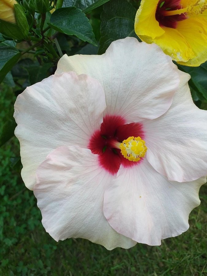 Hibiskus " Kremigvit" en rotad planta!