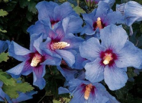 5 st fröer från Hibiscus Ocean Blue