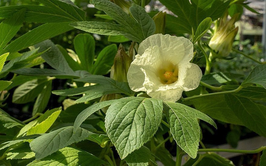 Vit Bissap (grön hibiskus Hibiscus sabdariffa)