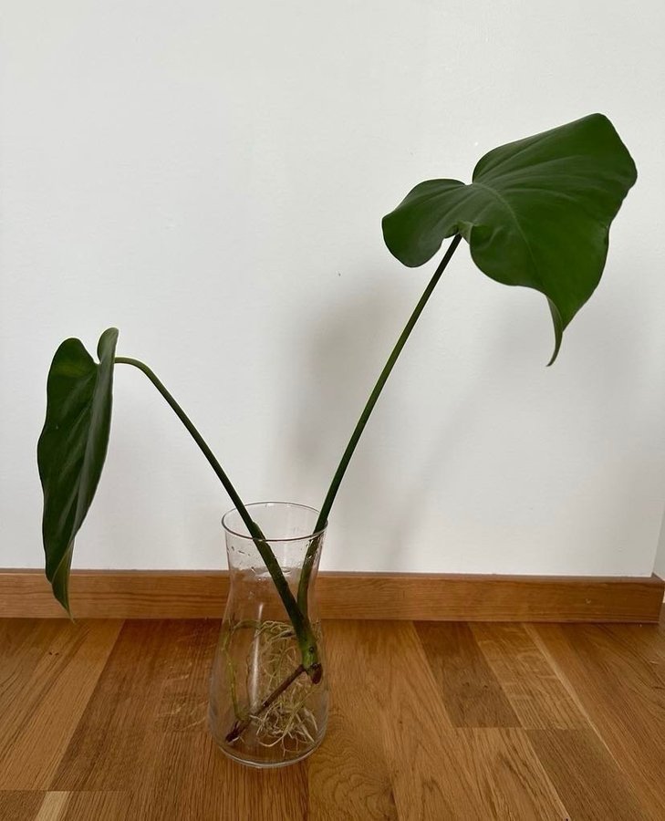 Monstera stickling