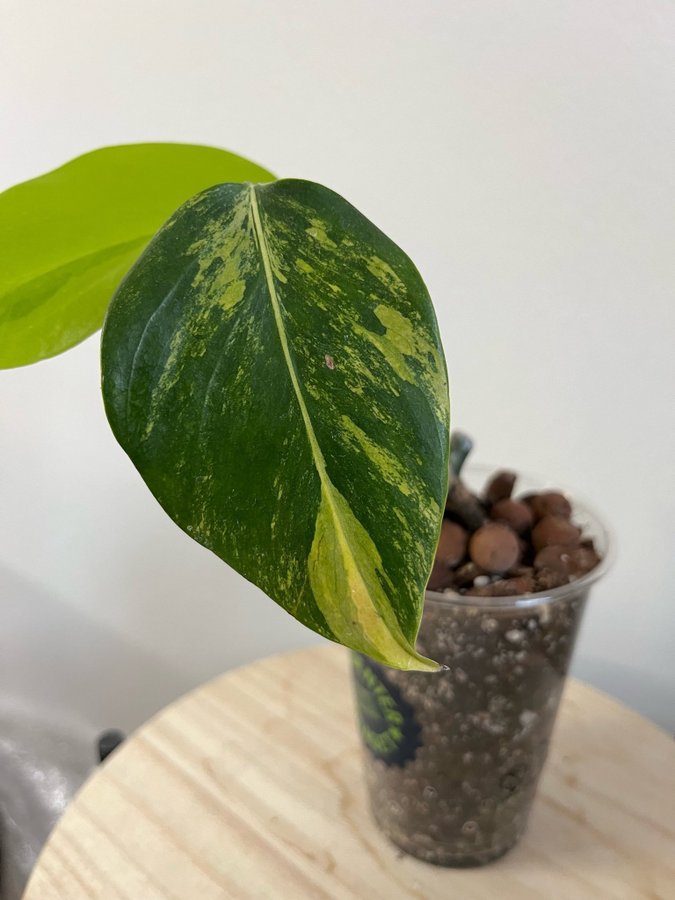 Monstera Deliciosa Aurea