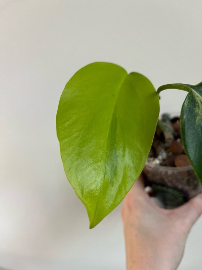 Monstera Deliciosa Aurea