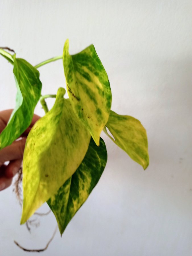 GULLRANKA " HICOLOR " - EPIPREMNUM AUREUM - planta