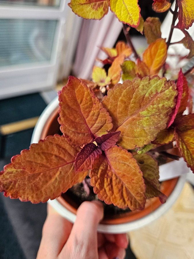 Palettblad stickling Amber Honey orotad, coleus