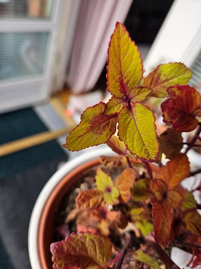 Palettblad stickling Amber Honey orotad, coleus