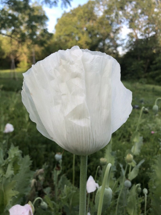 Panjshir Poppy. 50 frön. Från Afghanistan. Högalkaloid