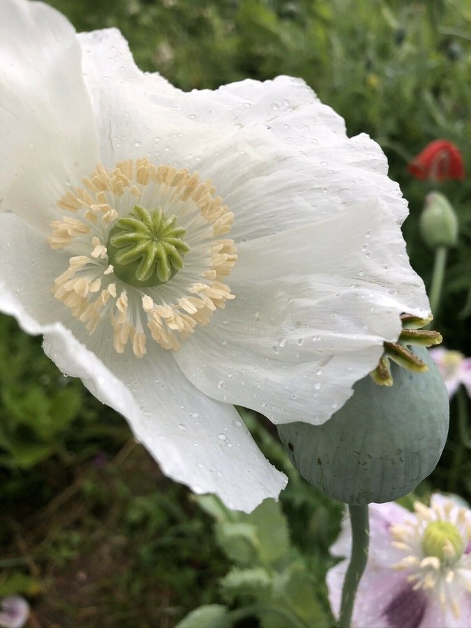 Panjshir Poppy. 50 frön. Från Afghanistan. Högalkaloid