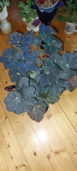 Begonia 3 olika