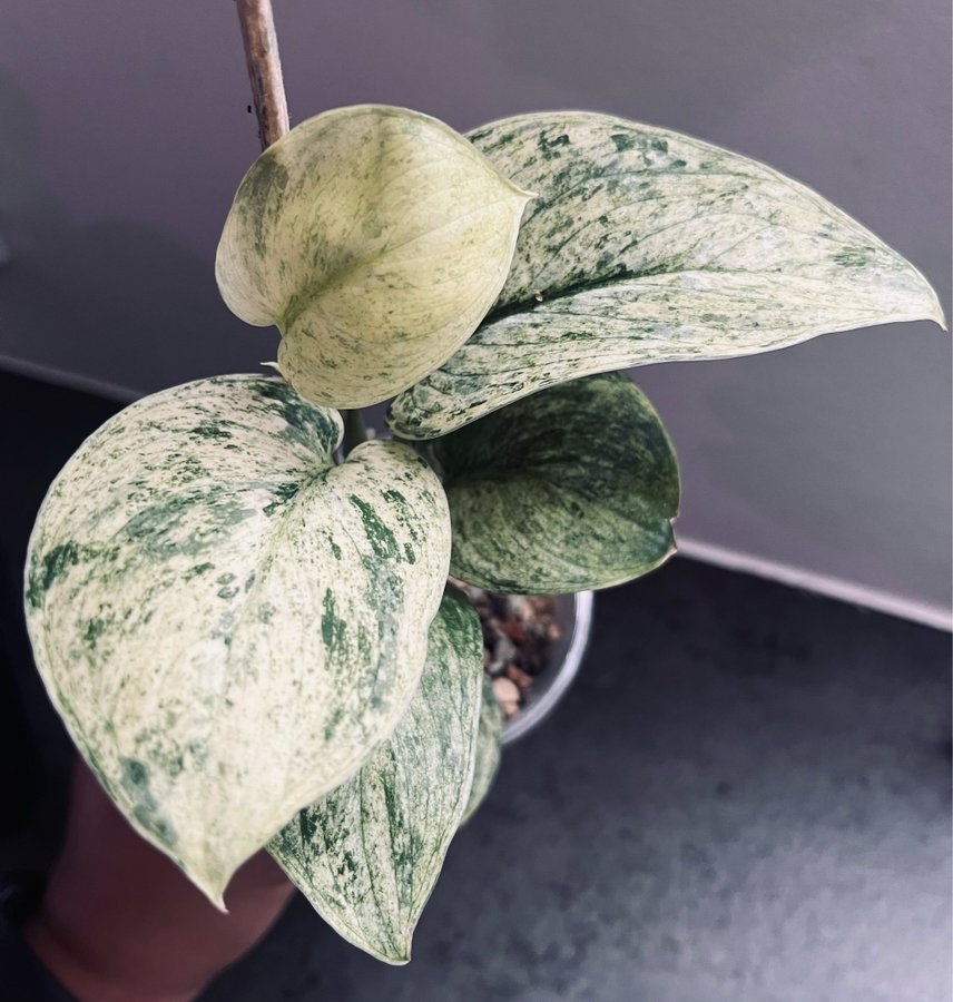 Scindapsus Dark cloud silver variegata