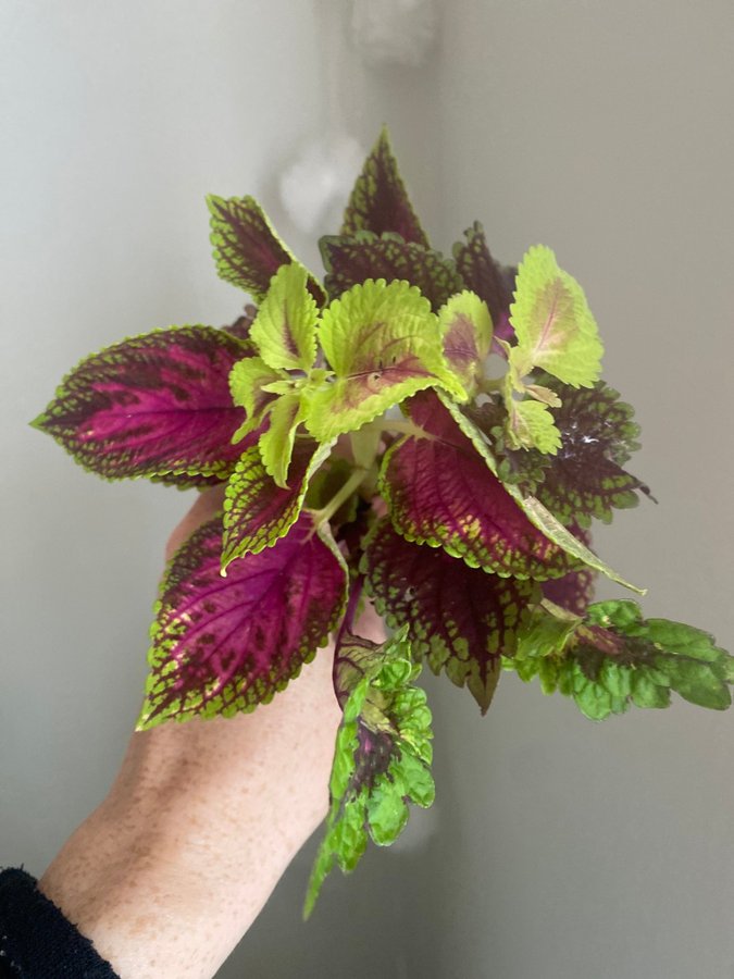 Välrotad fulsticklingspaket *palettblad*coleus*