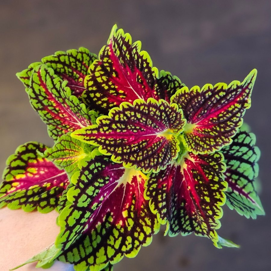 Palettblad coleus Spacecake stickling