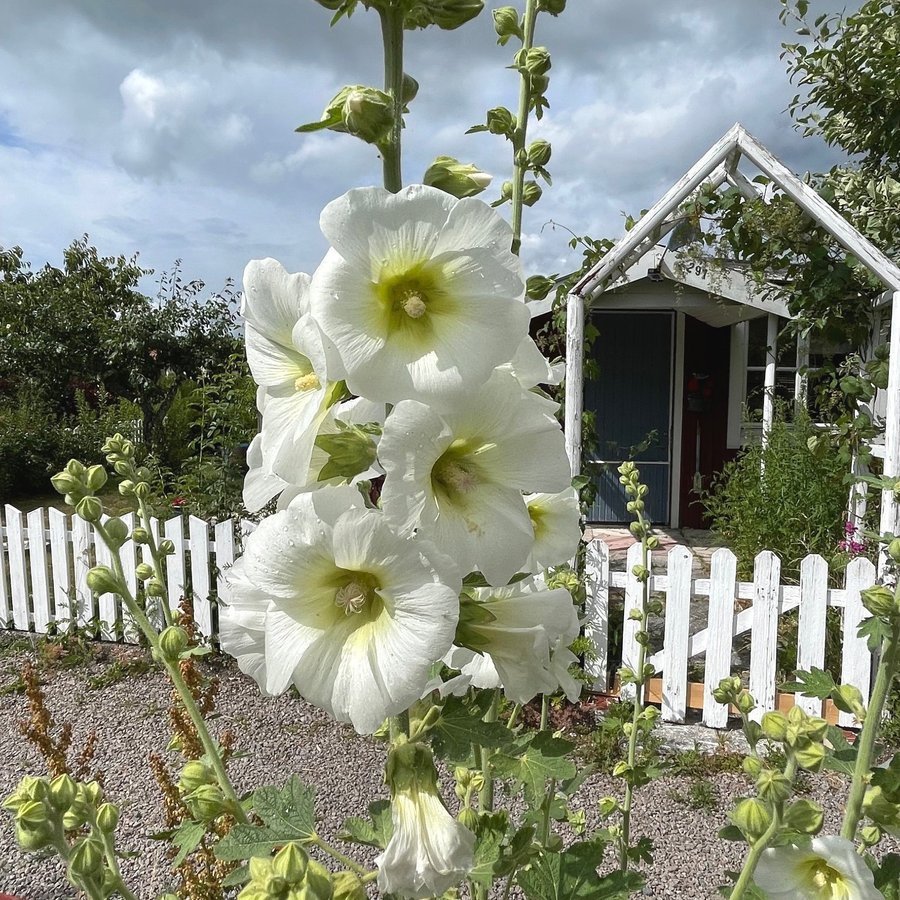 Cirka 30 Frön Från Vita Stockrosor