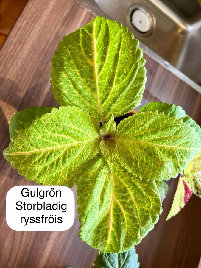 Palettblad/coleus frön, minst 10st frön från min storbladiga gulgröna ryssfröis