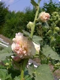 Stockros 'Chater's Salmon Pink' Fröer