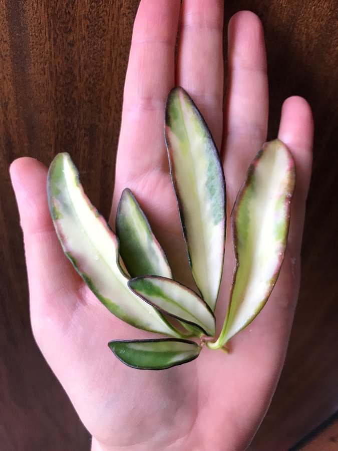 Rare HOYA KENTIANA ”Variegata” - stickling